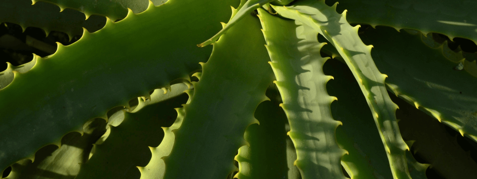 aloe vera en gel vendu chez terrame en suisse, magasin biologique
