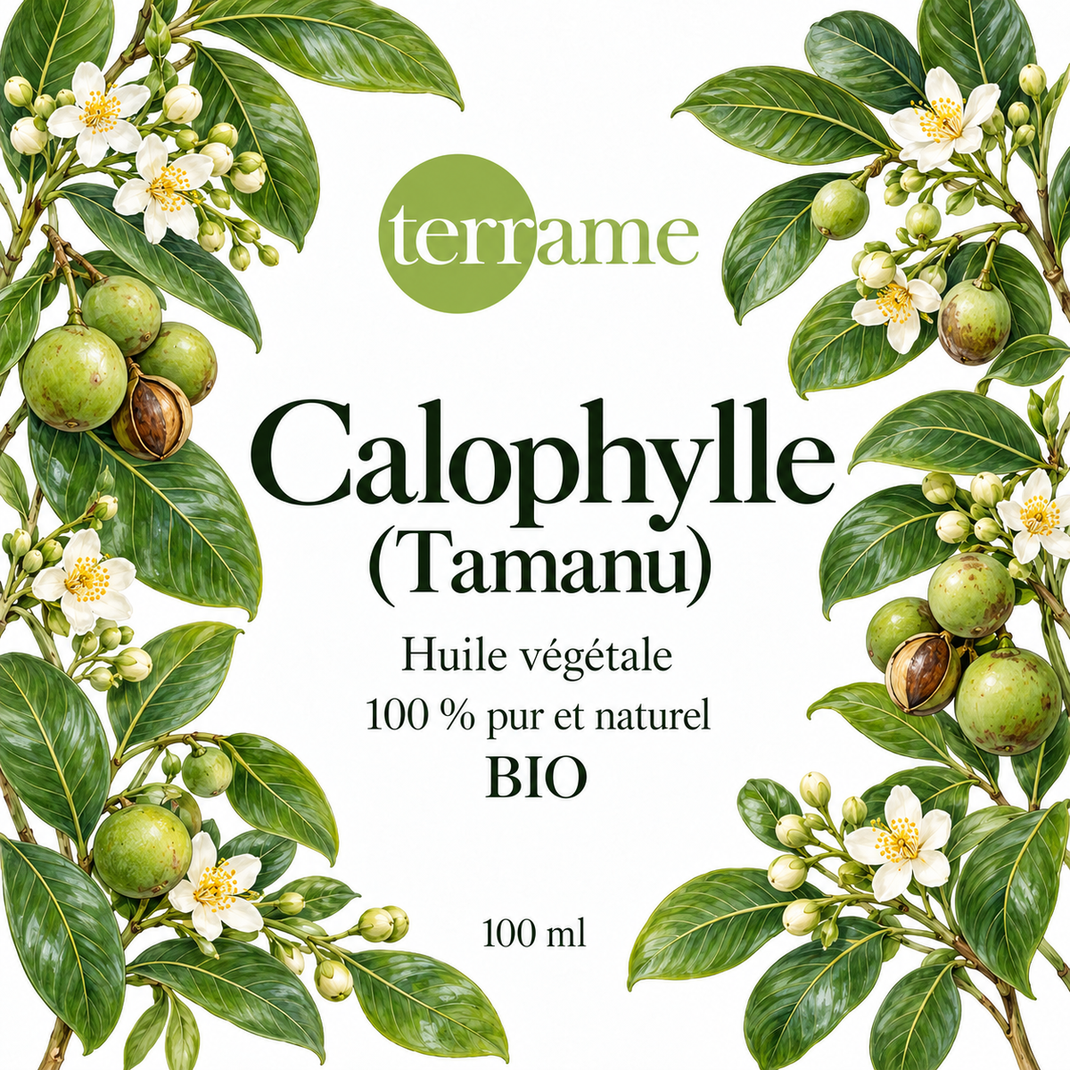 Calophylle (Tamanu) bio – Terrame