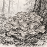 Maïtaké Grifola frondosa – illustration botanique MycoForce