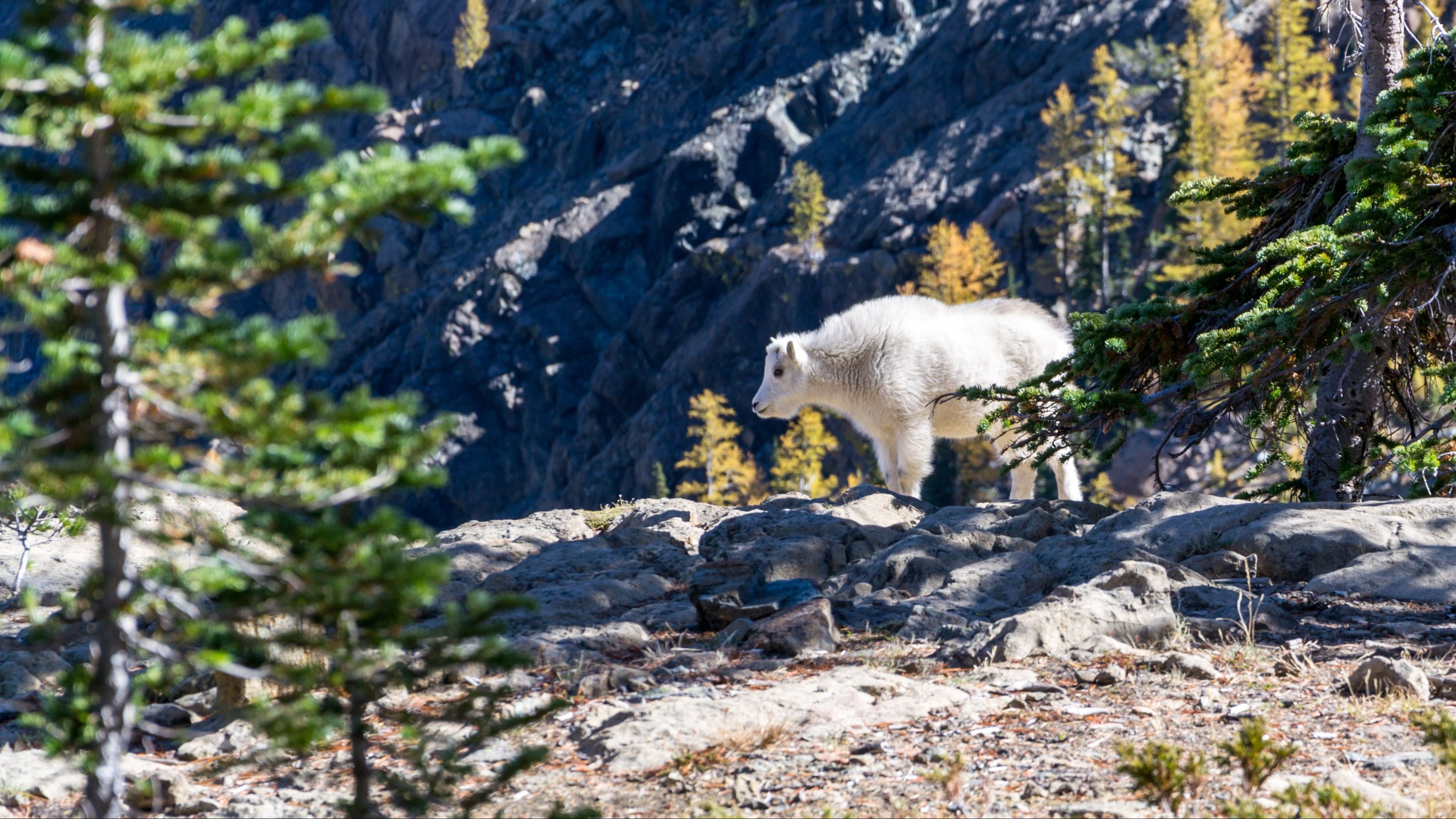 Une chèvre des montagne en hilamaya représentant ômara
